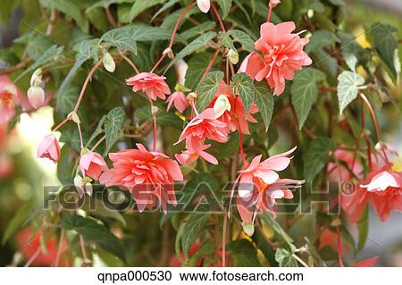 Stock Image - Begonia. Fotosearch