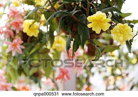 Begonia View Large Photo Image Stock Image - Begonia. Fotosearch