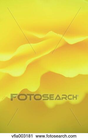 Begonia View Large Photo Image Stock Image - Begonia. Fotosearch