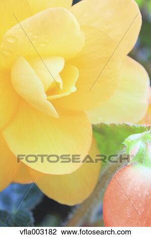 Begonia View Large Photo Image Stock Image - Begonia. Fotosearch