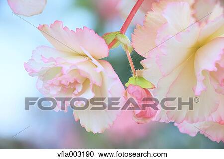 Begonia View Large Photo Image Stock Image - Begonia. Fotosearch