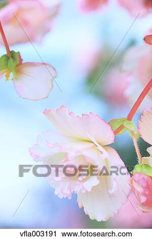 Begonia View Large Photo Image Stock Image - Begonia. Fotosearch
