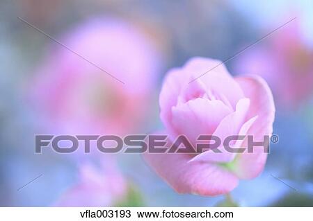 Stock Image - Begonia. Fotosearch