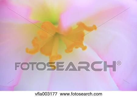 Begonia View Large Photo Image Stock Photo - Begonia. Fotosearch