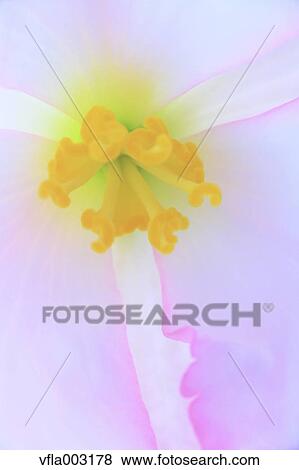 Begonia View Large Photo Image Stock Photo - Begonia. Fotosearch