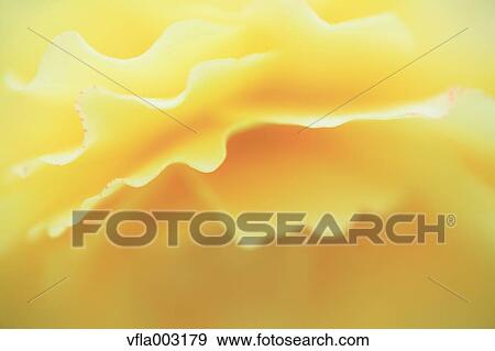 Begonia View Large Photo Image Stock Photo - Begonia. Fotosearch