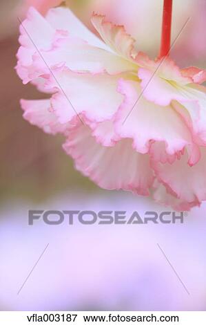 Begonia View Large Photo Image Stock Photo - Begonia. Fotosearch