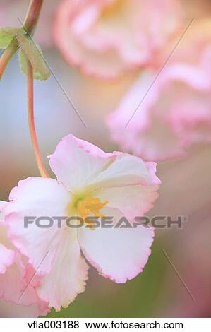 Stock Photo - Begonia. Fotosearch