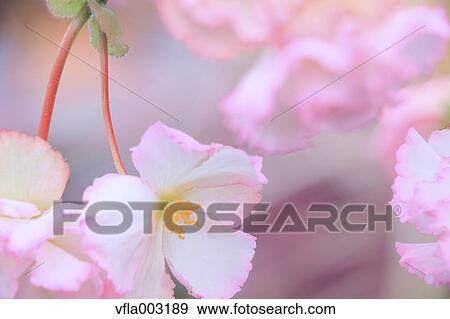 Begonia View Large Photo Image Stock Photo - Begonia. Fotosearch