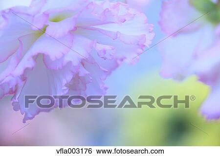 Begonia View Large Photo Image Stock Photograph - Begonia. Fotosearch