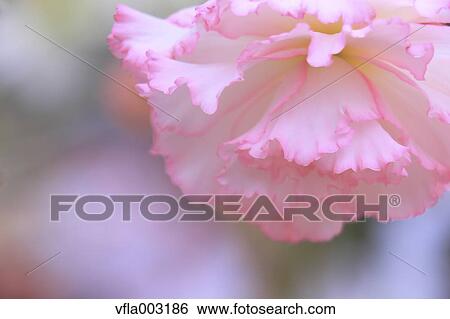 Begonia View Large Photo Image Stock Photograph - Begonia. Fotosearch