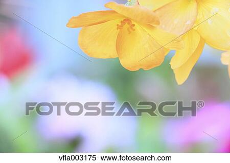 Begonia View Large Photo Image Stock Photography - Begonia. Fotosearch