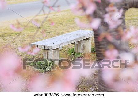 Stock Photograph - Bench in a park and cherry blossoms. Fotosearch