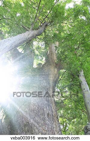 Big tree and foliage View Large Photo Image Stock Photograph - Big tree and foliage. Fotosearch