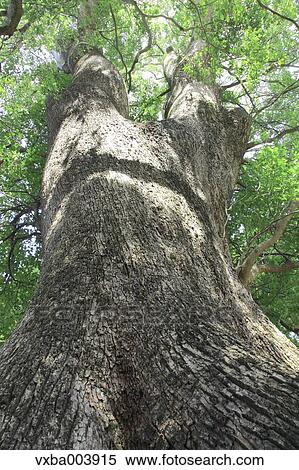 Big tree and foliage View Large Photo Image Stock Photography - Big tree and foliage. Fotosearch