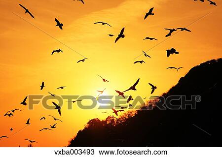 Birds flying at sunset View Large Photo Image Stock Image - Birds flying at sunset. Fotosearch