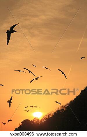 Birds flying at sunset View Large Photo Image Stock Photograph - Birds flying at sunset. Fotosearch
