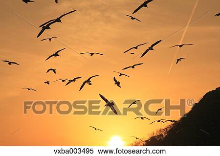 Birds flying at sunset View Large Photo Image Stock Photography - Birds flying at sunset. Fotosearch