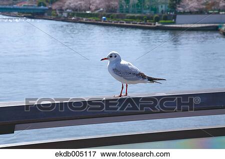 Stock Photo - Birds on handrail. Fotosearch