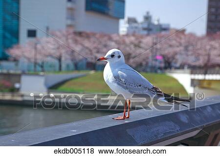 Birds on handrail View Large Photo Image Stock Photo - Birds on handrail. Fotosearch