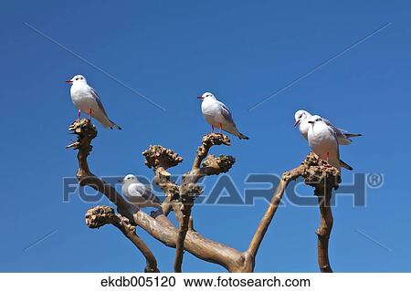 Birds on tree branch and sky View Large Photo Image Stock Image - Birds on tree branch and sky. Fotosearch
