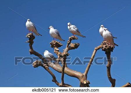 Birds on tree branch and sky View Large Photo Image Stock Image - Birds on tree branch and sky. Fotosearch
