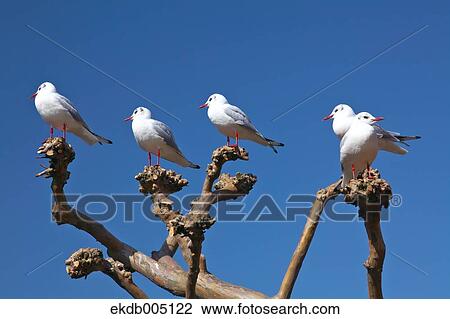 Birds on tree branch and sky View Large Photo Image Stock Image - Birds on tree branch and sky. Fotosearch