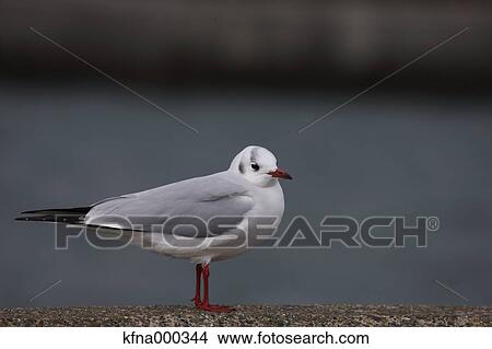 Picture - Black-Headed Gull. Fotosearch