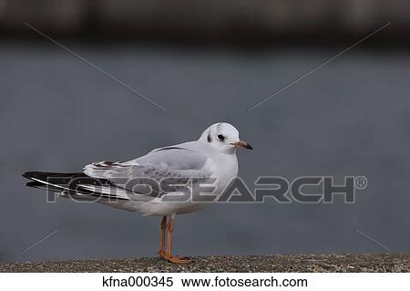 Black-Headed Gull View Large Photo Image Stock Photography - Black-Headed Gull. Fotosearch