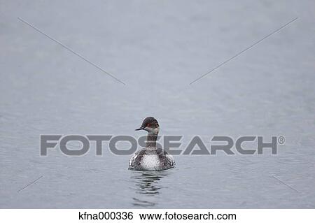 Black-Necked Grebe View Large Photo Image Stock Photograph - Black-Necked Grebe. Fotosearch