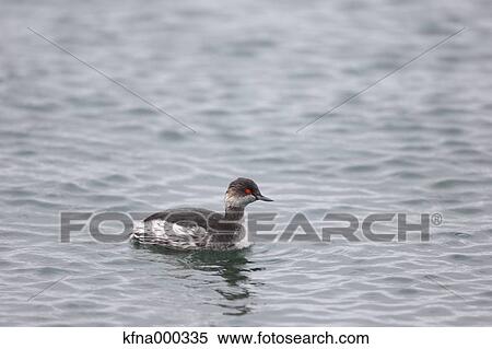 Stock Photography - Black-Necked Grebe. Fotosearch