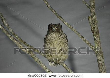Blakiston Fish Owl View Large Photo Image Stock Image - Blakiston Fish Owl. Fotosearch