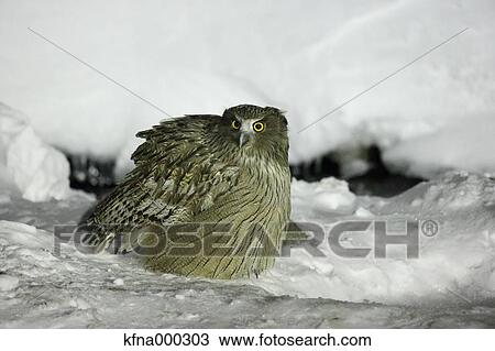 Blakiston Fish Owl View Large Photo Image Stock Image - Blakiston Fish Owl. Fotosearch