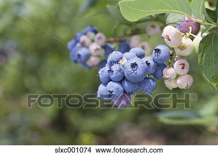 Blueberries View Large Photo Image Picture - Blueberries. Fotosearch