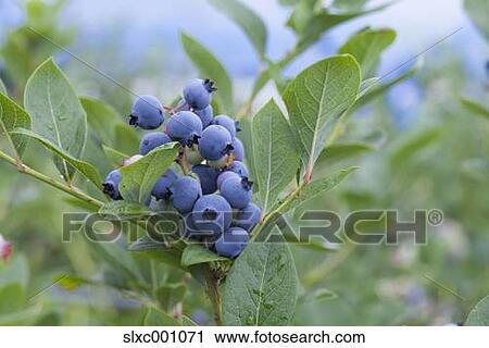 Stock Image - Blueberries. Fotosearch