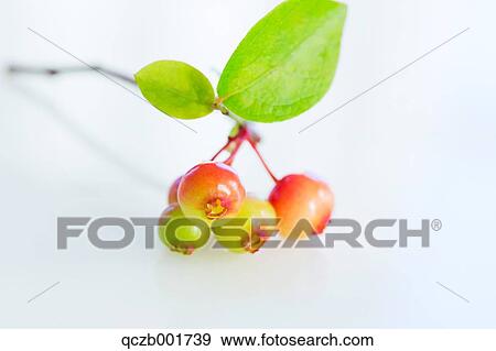 Blueberries View Large Photo Image Stock Photo - Blueberries. Fotosearch