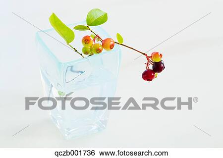 Blueberries View Large Photo Image Stock Photograph - Blueberries. Fotosearch