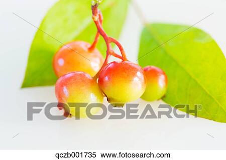 Blueberries View Large Photo Image Stock Photography - Blueberries. Fotosearch