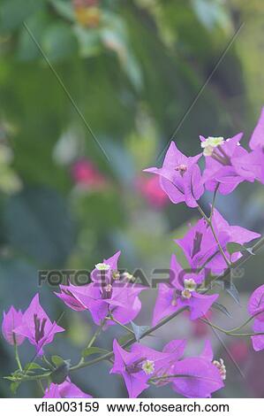 Bougainvillea View Large Photo Image Stock Photo - Bougainvillea. Fotosearch