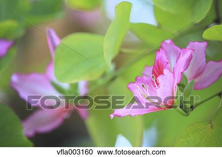 Brazilian Butterfly Tree View Large Photo Image Stock Image - Brazilian Butterfly Tree. Fotosearch