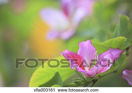 Brazilian Butterfly Tree View Large Photo Image Stock Image - Brazilian Butterfly Tree. Fotosearch