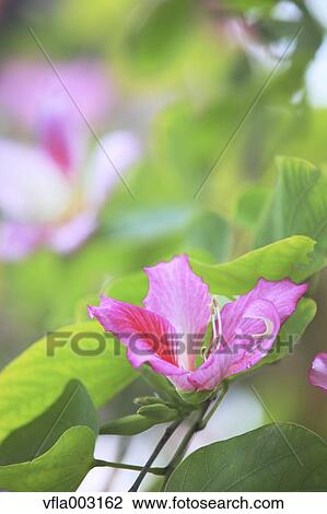 Brazilian Butterfly Tree View Large Photo Image Stock Image - Brazilian Butterfly Tree. Fotosearch