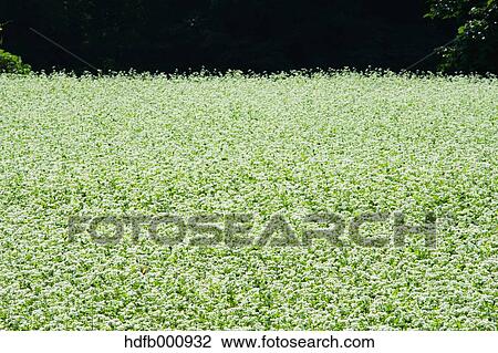 Stock Image - Buckwheat Field. Fotosearch