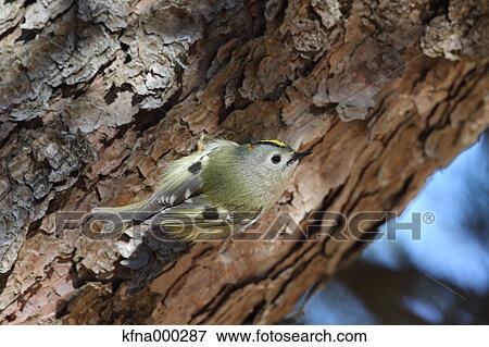 Bush Warbler View Large Photo Image Stock Photo - Bush Warbler. Fotosearch