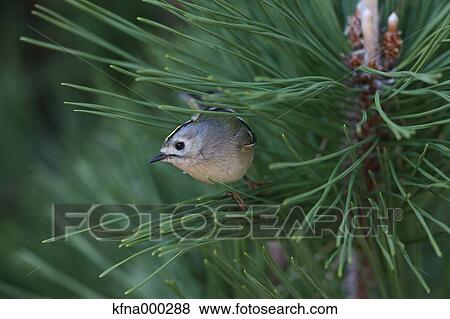 Stock Photo - Bush Warbler. Fotosearch