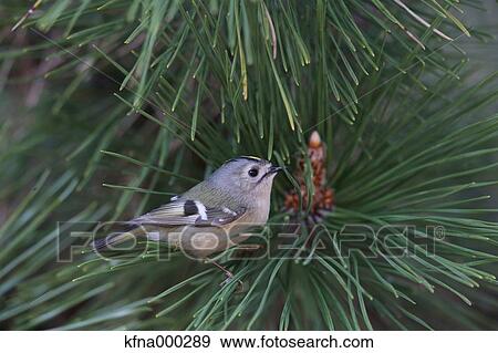 Stock Photo - Bush Warbler. Fotosearch