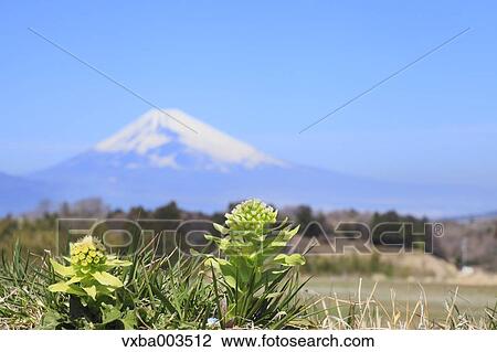 Butterbur Sprout and Mount Fuji in the background View Large Photo Image Stock Image - Butterbur Sprout and Mount Fuji in the background. Fotosearch
