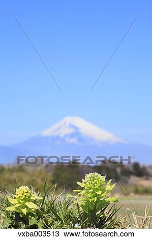 Butterbur Sprout and Mount Fuji in the background View Large Photo Image Stock Image - Butterbur Sprout and Mount Fuji in the background. Fotosearch
