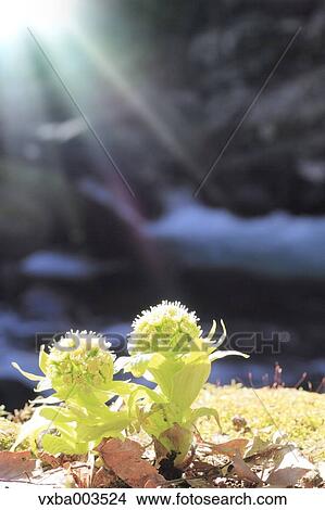 Picture - Butterbur Sprout. Fotosearch