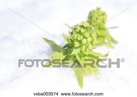 Picture - Butterbur Sprout. Fotosearch